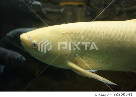 アルビノソウギョ　ソウギョ　草魚　四大家魚 83800641