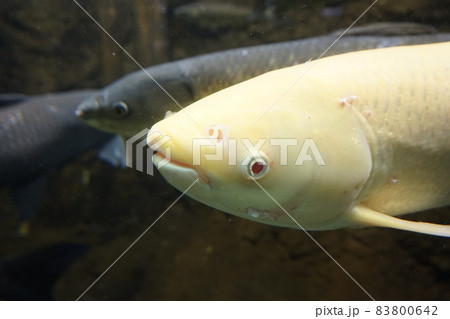 アルビノソウギョ ソウギョ 草魚 四大家魚の写真素材