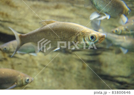 ワタカ　腸香　黄鯝魚　在来種 83800646