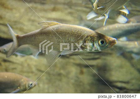 ワタカ 腸香 黄鯝魚 在来種 ワタカ 腸香 黄鯝魚 在来種 83800647