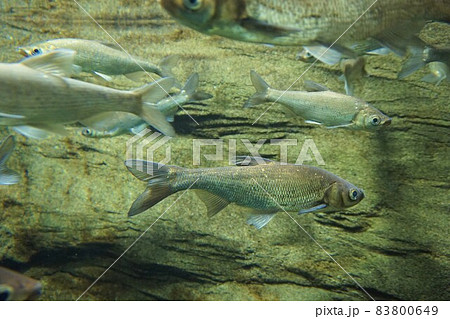 ワタカ　腸香　黄鯝魚　在来種 83800649