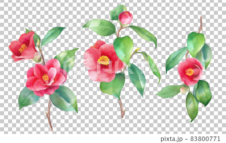 Watercolor illustration of red camellia. For decoration. A set of 3 types of camellia branches. Watercolor illustration of red camellia. For decoration. A set of 3 types of camellia branches. 83800771