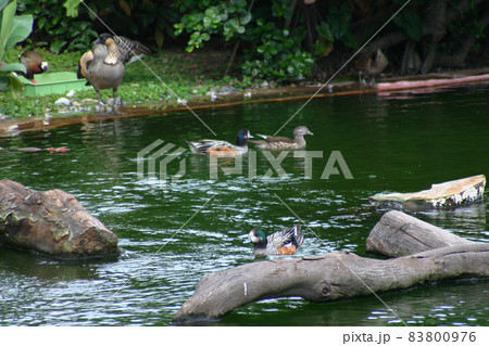 a Flamingo at the kowloon park, hong kong a Flamingo at the kowloon park, hong kong 83800976
