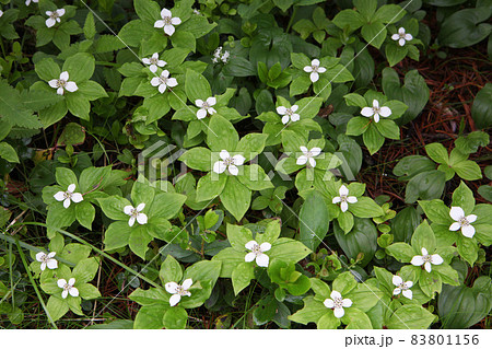 ゴゼンタチバナの群生 ゴゼンタチバナの群生 83801156