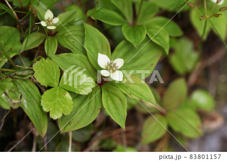 ゴゼンタチバナ 83801157