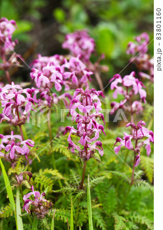 ヨツバシオガマ ヨツバシオガマ 83801160