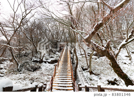 雪景色 森林 済州島 83801346