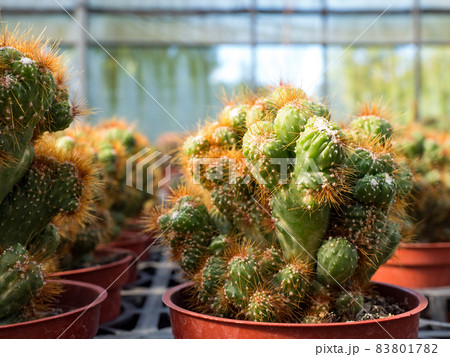 Colorful background of succulent plants Colorful background of succulent plants 83801782