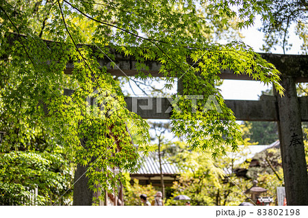 長岡天満宮、参道の鳥居と青もみじの新緑 83802198