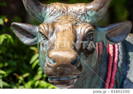 長岡天満宮、手水舎脇の撫で牛 長岡天満宮、手水舎脇の撫で牛 83802200
