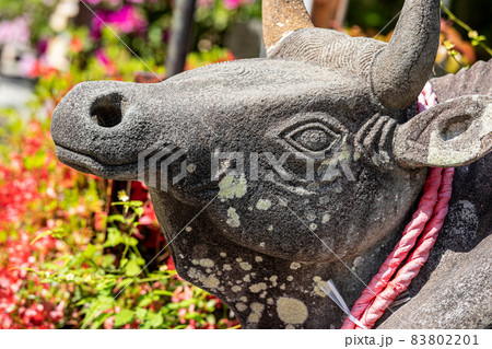 長岡天満宮、手水舎脇の撫で牛とツツジの花 83802201