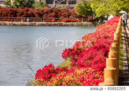 長岡天満宮、満開のキリシマツツジに囲まれた八条ヶ池 83802205