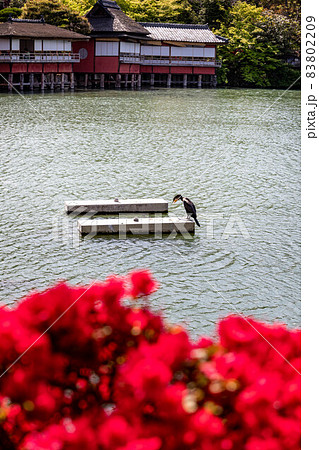 長岡天満宮、八条ヶ池に浮かぶ錦水亭・数寄屋造りの座敷と満開のキリシマツツジ 長岡天満宮、八条ヶ池に浮かぶ錦水亭・数寄屋造りの座敷と満開のキリシマツツジ 83802209