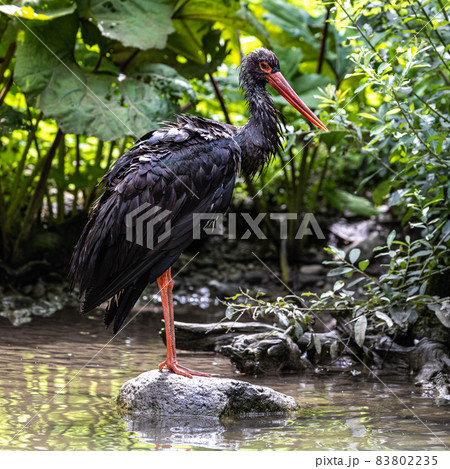 Black stork, Ciconia nigra in a german nature park Black stork, Ciconia nigra in a german nature park 83802235