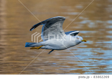 The European Herring Gull, Larus argentatus is a large gull The European Herring Gull, Larus argentatus is a large gull 83802269