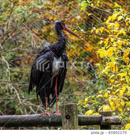 Black stork, Ciconia nigra in a german nature park Black stork, Ciconia nigra in a german nature park 83802270