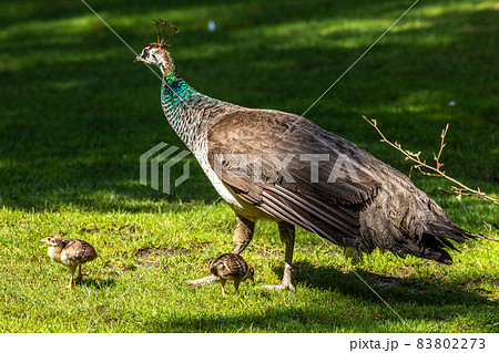 The Indian peafowl mom with little babies. Blue peafowl, Pavo cristatus is a large and brightly coloured bird 83802273