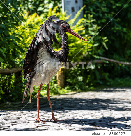Black stork, Ciconia nigra in a german nature park Black stork, Ciconia nigra in a german nature park 83802274