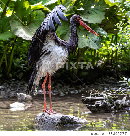 Black stork, Ciconia nigra in a german nature park Black stork, Ciconia nigra in a german nature park 83802277