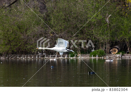 Mute swan, Cygnus olor flying over a lake in the English Garden in Munich, Germany Mute swan, Cygnus olor flying over a lake in the English Garden in Munich, Germany 83802304