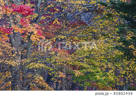 風景、植物、写真　十和田奥入瀬の紅葉　十和田奥入瀬のまばゆい紅葉黄葉　山燃える十和田奥入瀬の晩秋の彩 83802439