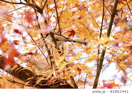 風景、自然、鳥、写真　イロハモミジと可愛いエナガ　素早いエナガがモミジの種を食べている 83802441