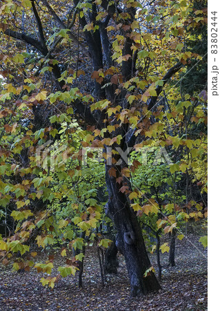 風景、植物、写真 プラタナスの枯葉舞う晩秋の岩手路 悠々と舞を舞うプラタナスの大木 鈴懸の木の焉の舞 風景、植物、写真 プラタナスの枯葉舞う晩秋の岩手路 悠々と舞を舞うプラタナスの大木 鈴懸の木の焉の舞 83802444