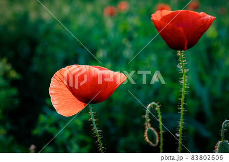 wild poppy field - Armistice or Remembrance day background 83802606