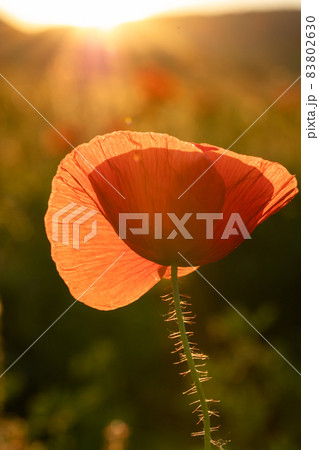 wild poppy field - Armistice or Remembrance day background 83802630