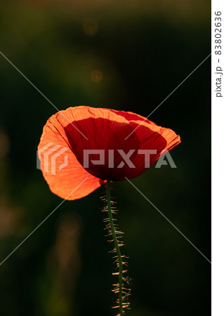 wild poppy field - Armistice or Remembrance day background 83802636