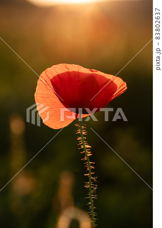 wild poppy field - Armistice or Remembrance day background 83802637