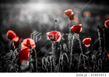 wild poppy field - Armistice or Remembrance day background wild poppy field - Armistice or Remembrance day background 83802653