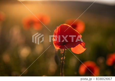 wild poppy field - Armistice or Remembrance day background 83802667