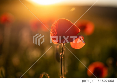 wild poppy field - Armistice or Remembrance day background wild poppy field - Armistice or Remembrance day background 83802668