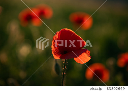 wild poppy field - Armistice or Remembrance day background 83802669
