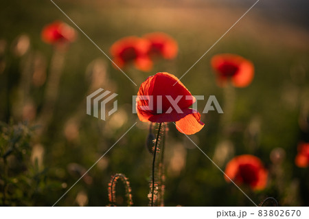 wild poppy field - Armistice or Remembrance day background 83802670