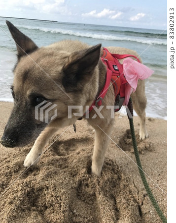 海とじじい犬 83802913