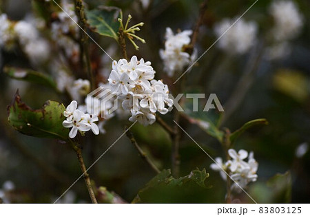 ギンモクセイ 83803125