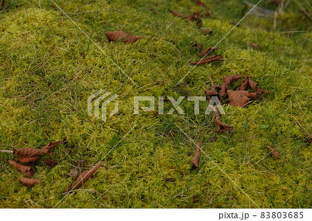 水苔と枯れ葉 水苔と枯れ葉 83803685
