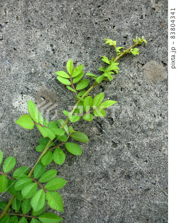 緑の植物と古びたコンクリート壁 83804341