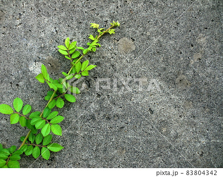 緑の植物と古びたコンクリート壁 83804342