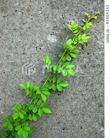 緑の植物と古びたコンクリート壁 緑の植物と古びたコンクリート壁 83804343