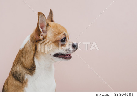 side view dog with mouth open looking away. High quality beautiful photo concept 83804683