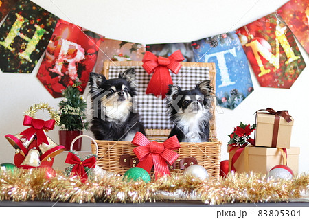 チワワのクリスマス 多頭飼い チワワのクリスマス 多頭飼い 83805304
