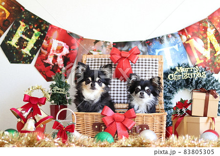 チワワのクリスマス 多頭飼い チワワのクリスマス 多頭飼い 83805305