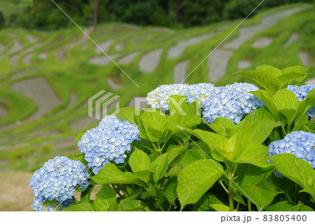 紫陽花咲く丸山千枚田の初夏 紫陽花咲く丸山千枚田の初夏 83805400