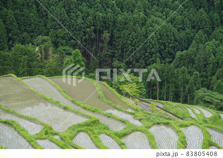 熊野ヒノキと丸山千枚田 熊野ヒノキと丸山千枚田 83805408
