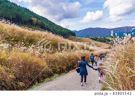 （神奈川県）箱根　仙石原すすき草原 83805543