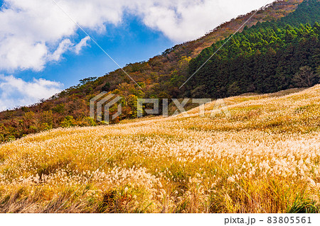 (神奈川県)箱根 仙石原すすき草原 (神奈川県)箱根 仙石原すすき草原 83805561