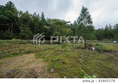 屋久島 小杉谷小学校・中学校跡地 屋久島 小杉谷小学校・中学校跡地 83805578